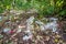 Plastic dump in the forest among the trees.