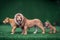 Plastic figurines of a family of lions in a savannah-like environment at night