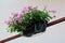 Plastic flower pot filled with densely planted light pink Pelargonium flowers on side of metal balcony fence of family house