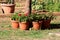 Plastic flower pots filled with Pelargonium Geranium open blooming red flowers arranged in circles around old tree