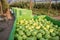 Plastic green crates with Golden Delicious apples in an apple orchard