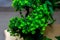 Plastic green leaf decorated mini plant background.