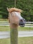 Plastic horse head
