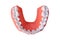 Plastic human teeth model placed on a white background,isolated with clipping path.Dental examination concept. Regular oral health