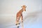 A plastic kids toy giraffe on a white background.