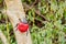 Plastic ladybug on a tree