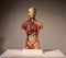 Plastic medical model of the human body showing skeleton, muscles and organs..