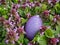 Plastic nylon Easter egg among wild orchids