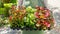 A plastic pallet with blooming begonia seedlings in the hands of a gardener in a green apron. Growing flower seedlings for sale in