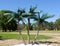 Plastic Palm Trees at a City Splash Park