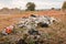 Plastic Parts Dumped in the City of Brasilia