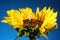 Plastic Person Mowing Grass on a Sunflower