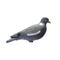 Plastic pigeon decoy isolate on white background