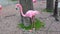 Plastic pink flamingo and real pigeon