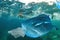 Plastic pollutes the sea with Whale Shark
