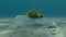 Plastic pollution, A beautiful nudibranch sea hare crawls along plastic bottle on the sandy bottom. Nudibranch or Sea slug