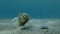 Plastic pollution, a beautiful nudibranch sea hare crawls along plastic bottle on the sandy bottom. Nudibranch or Sea slug