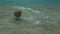 Plastic pollution, A big beautiful nudibranch sea hare traveling inside plastic bottle. Spotted sea hare, Aplysia dactylomela
