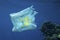 Plastic pollution, Close-up of white plastic bag with yellow smiley slowly drifting underwater over coral reef with tropical fish