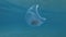 Plastic pollution, Crab travels inside a plastic cup slowly floating under the surface of blue water in sunray.