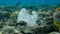 Plastic pollution, a discarded wtite plastic bag on tropical coral reef, on the blue water background swims school of tropical fis