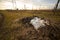 Plastic pollution on an Italian field. Abandoned plastic trash next to an irrigation canal