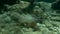 Plastic pollution, an old plastic bottle lies underwater among the rocks in shallow water. Plastic bottle on the seabed