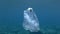 Plastic pollution, Pufferfish died hitting trapped in plastic bag. Discarded transparent plastic bag floats with dead fish inside