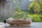 Plastic recycle. Close up and selective focus on the tree are planted in recycled plastic bottles on the table white. Hydroponics