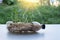 Plastic recycling. Close up and selective focus on the tree are planted in recycled plastic bottles on the white table. Hydroponic