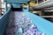 Plastic recycling plant. Conveyor with shredded plastic