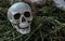 Plastic skull decoration nestled in a garden, creating a spooky Halloween atmosphere