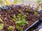 plastic with soil fertilized with small plants