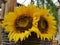 Plastic sunflower flowers for decoration