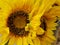 Plastic sunflower flowers for decoration