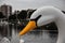 A plastic swan pedalo ride at a lake