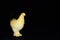 Plastic toy chickens on a black background. Realistic toy Copy Space