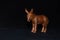 Plastic toy donkey on a black background. Realistic toy Copy Space