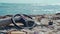 Plastic trash with children`s toys and a car steering wheel and seaweed on the Caribbean Sea beach i
