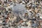 Plastic trash close up on a pebble beach, Calis City Beach, Mugla, Turkey