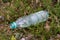 Plastic trash in the forest. Tucked nature. Plastic container lying in the grass.