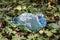 Plastic trash in the forest. Tucked nature. Plastic container lying in the grass.