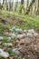 Plastic trash in the forest. Tucked nature. Plastic container lying in the grass
