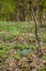 Plastic trash in the forest. Tucked nature. Plastic container lying in the grass