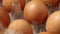 Plastic tray with fresh brown eggs and a chicken feather close up