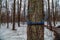 Plastic tubing attached to maple trees to collect sap. Canada. Quebec