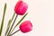 Plastic tulips in pink with large copyspace. This cloned flower symbolizes genetic manipulation to make two identical forms of li