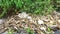 Plastic waste and bottles floating in a small river left by careless people near a rice crops field in kerala india