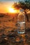 Plastic water bottle in desert at sunset with tree silhouette and warm sky.