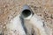 Plastic water pipe drain surrounded with gravel and concrete